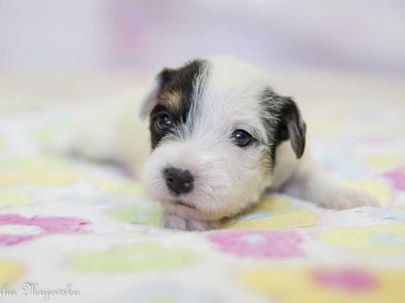 Parson Russell Terrier