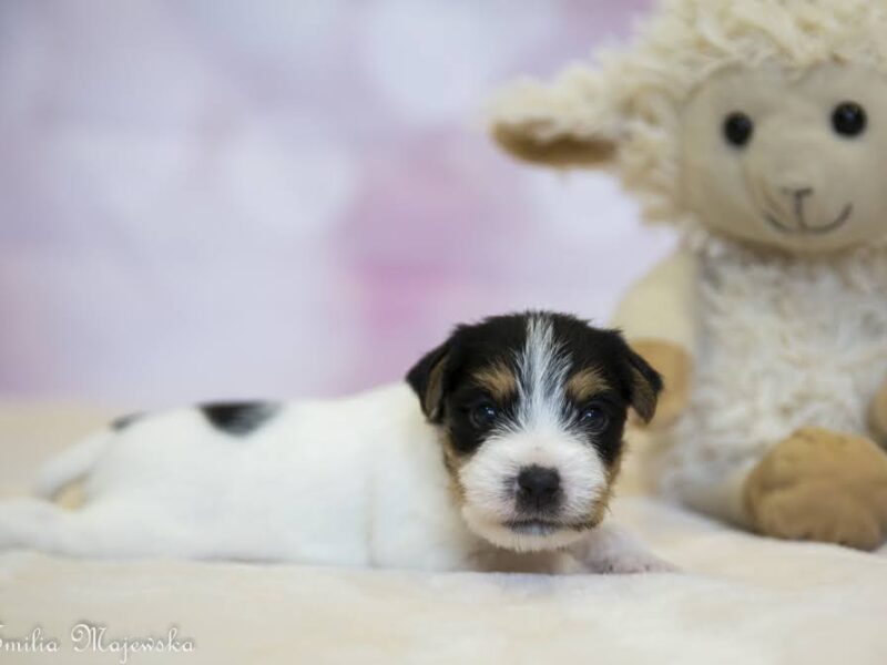 Parson Russell Terrier