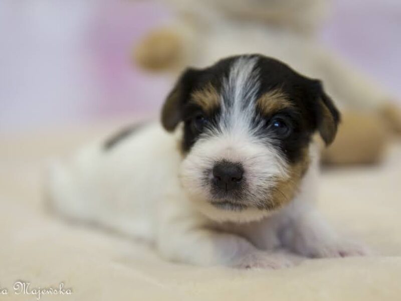 Parson Russell Terrier