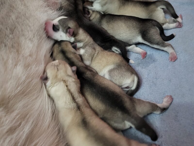 Szczenięta Siberian Husky po InterChampionach zkwp FCI