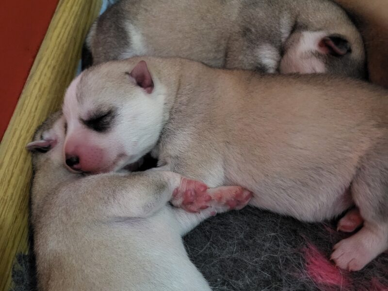 Szczenięta Siberian Husky po InterChampionach zkwp FCI