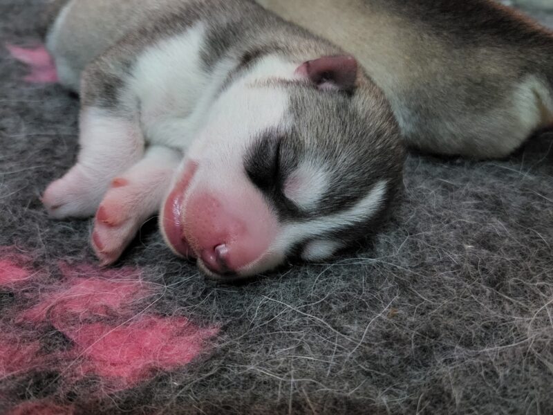 Szczenięta Siberian Husky po InterChampionach zkwp FCI