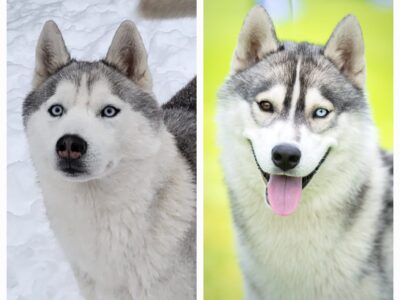 Szczenięta Siberian Husky po InterChampionach zkwp FCI