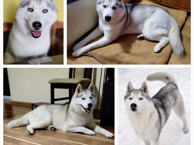 Szczenięta Siberian Husky po InterChampionach zkwp FCI