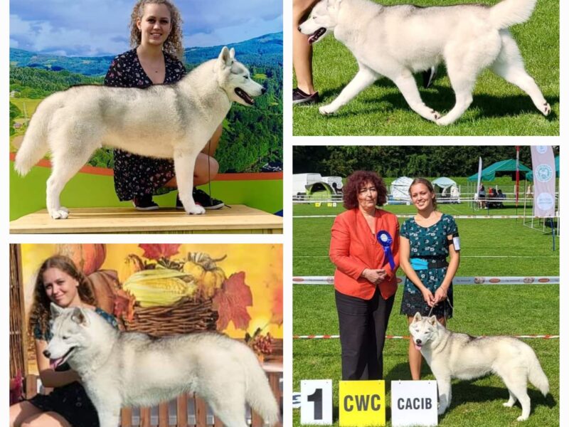 Szczenięta Siberian Husky po InterChampionach zkwp FCI