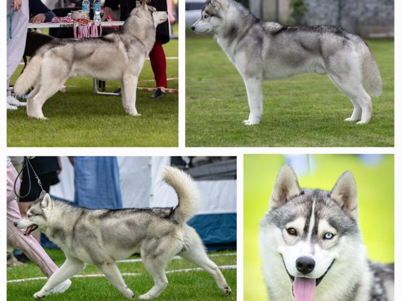 Szczenięta Siberian Husky po InterChampionach zkwp FCI