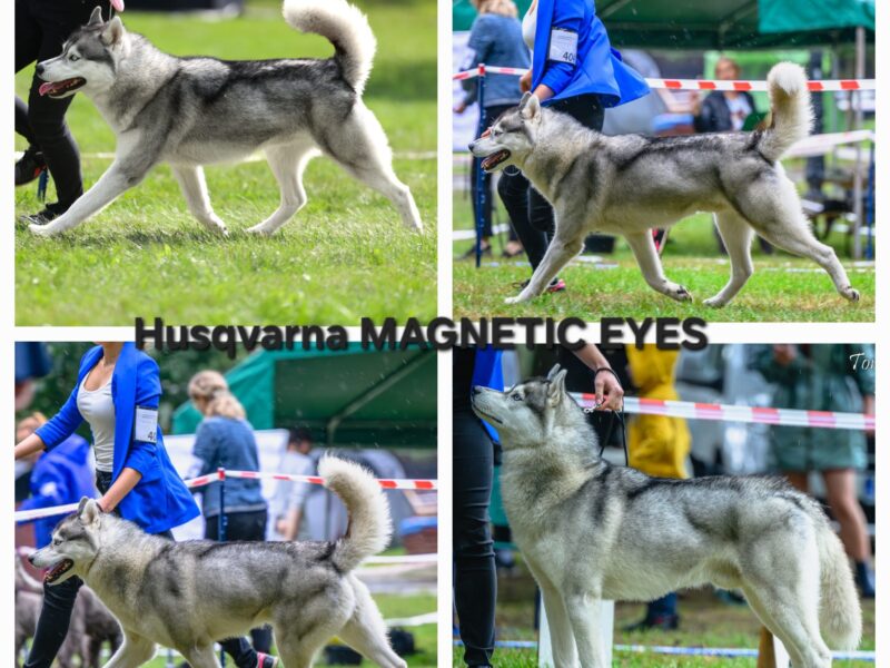 Szczenięta Siberian Husky po InterChampionach zkwp FCI