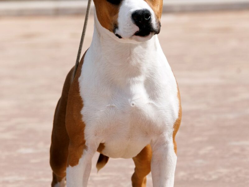 Amerykański staffordshire terrier – piękne szczenięta