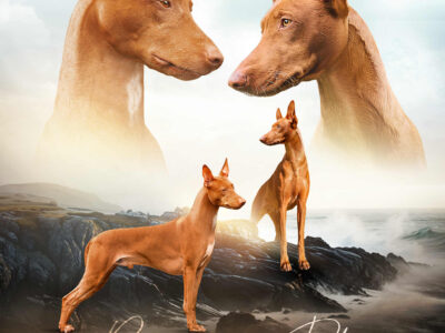 Pies Faraona z hodowli Maltańska Magia (FCI)