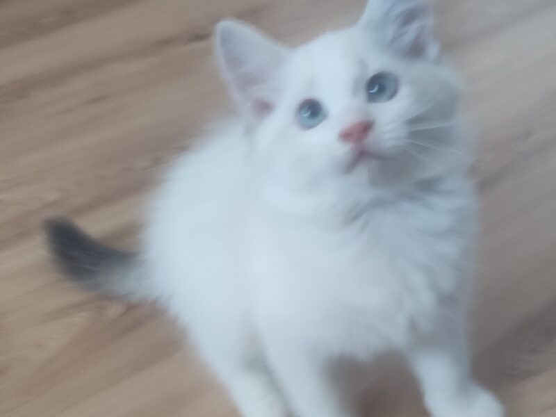 ZURI Dumka PL cudowne kocięta neva masquerade