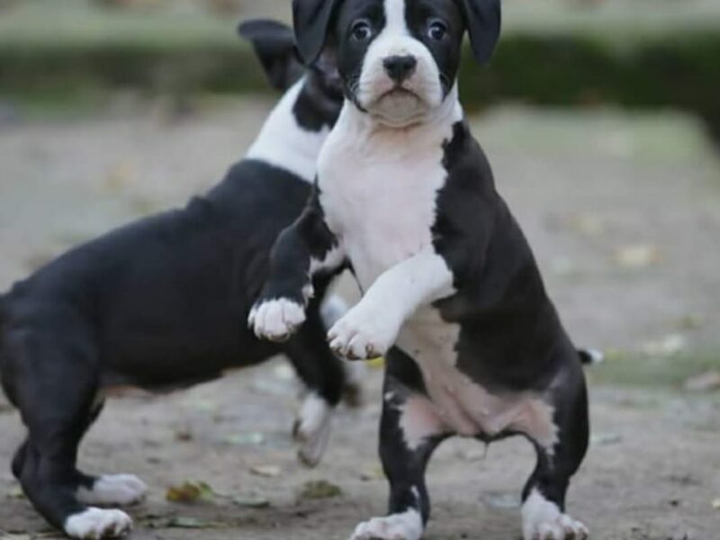 Amerykański staffordshire terrier – piękne szczenięta