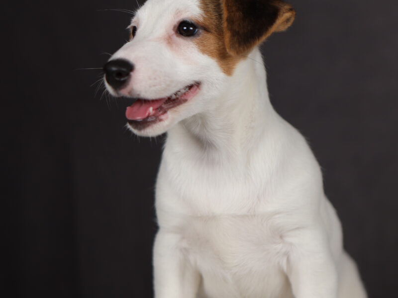 FIONA suczka z włosem gładkim