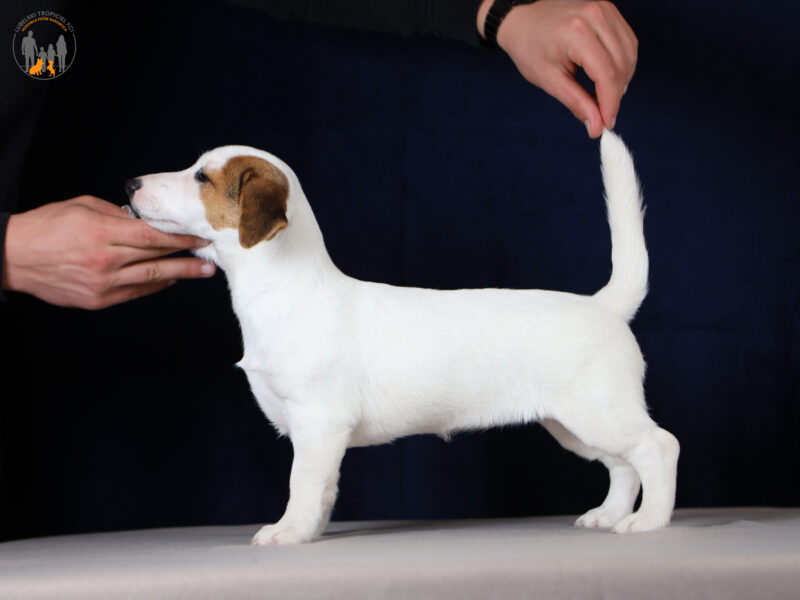 FIONA suczka z włosem gładkim