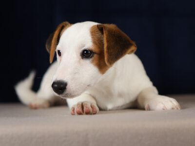 FIONA suczka z włosem gładkim