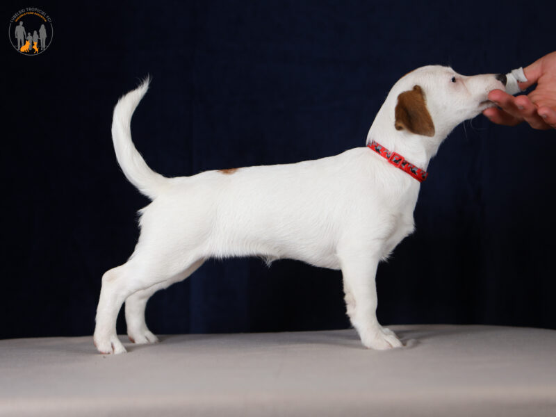 FROST suczka z włosem gładkim