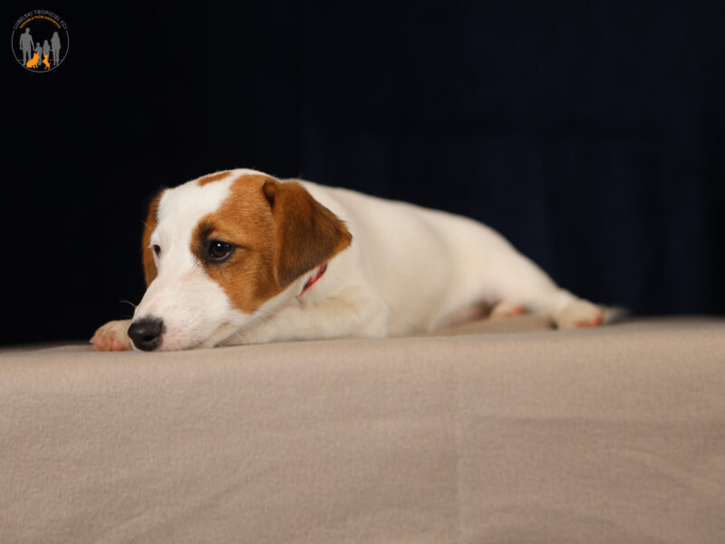 FROST suczka z włosem gładkim