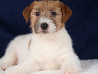 JOY piesek z włosem szorstkim