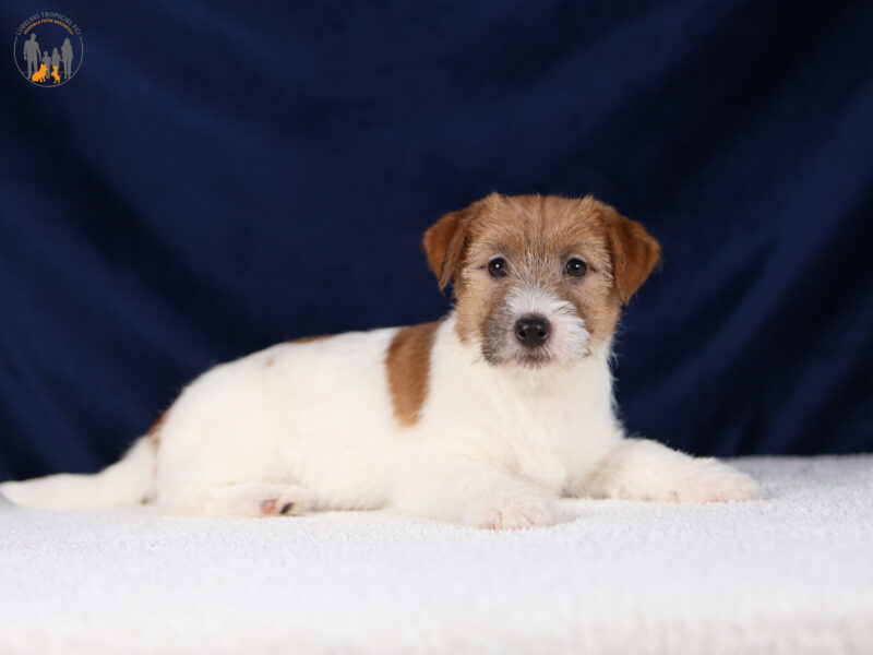 JOY piesek z włosem szorstkim