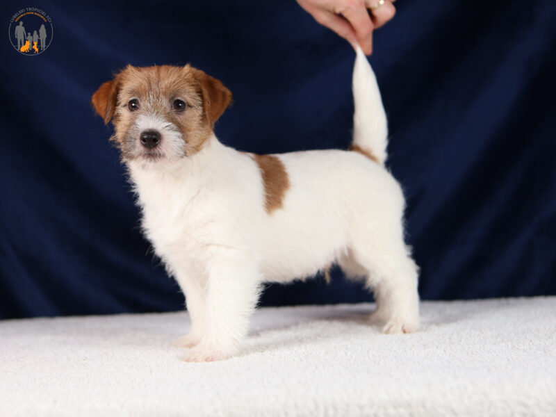 JOY piesek z włosem szorstkim