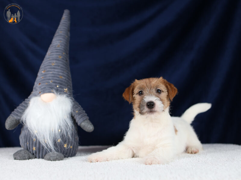 JOY piesek z włosem szorstkim