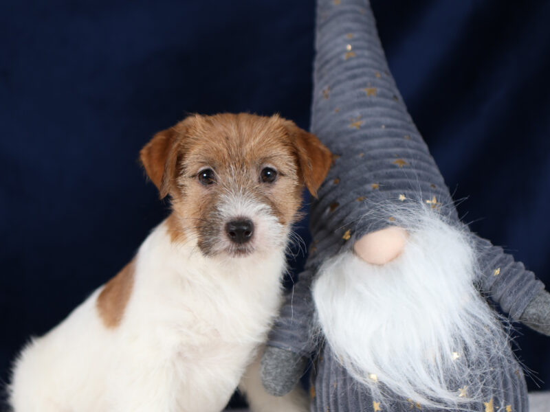 JOY piesek z włosem szorstkim