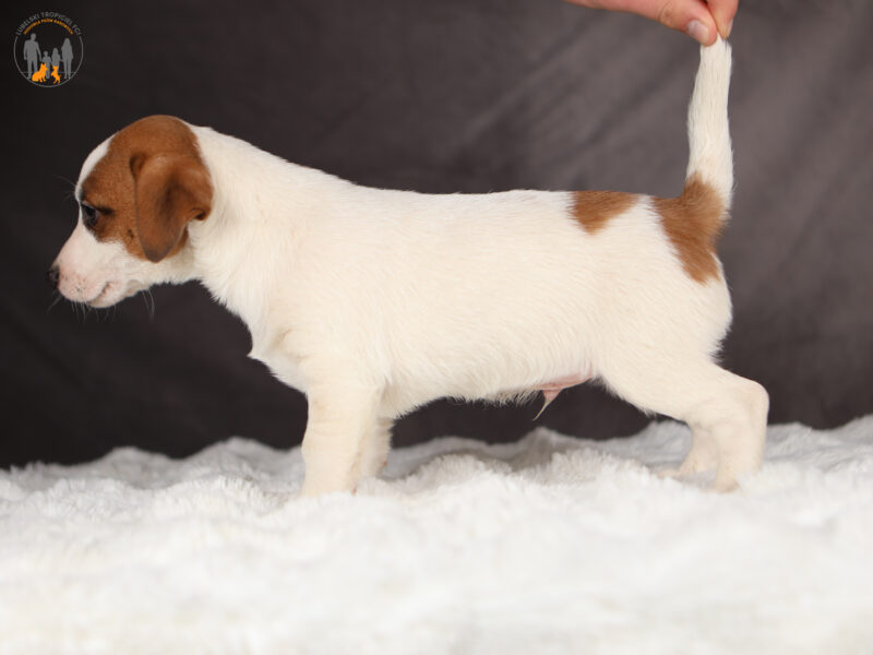 ORIN piesek z włosem krótkim