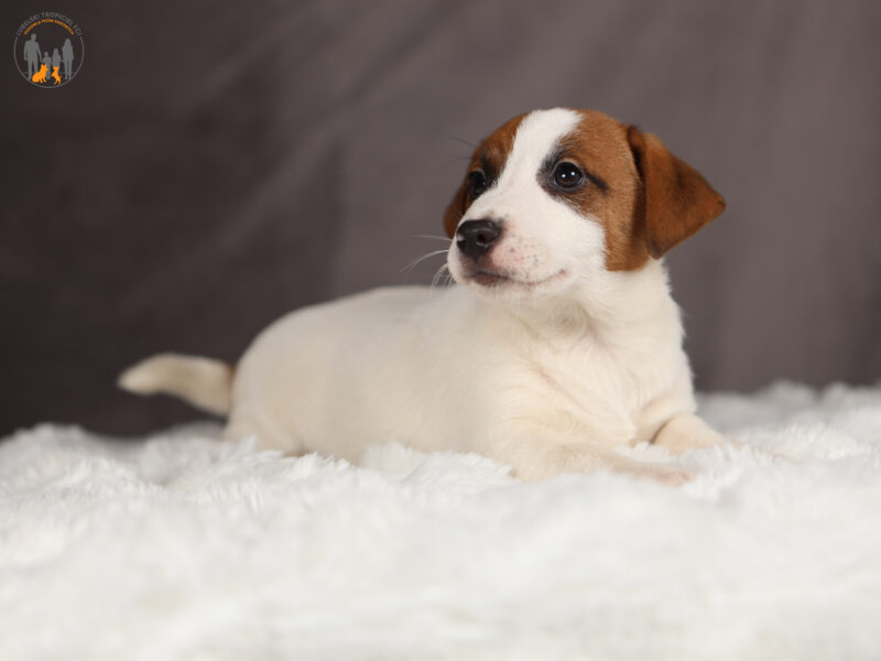 ORIN piesek z włosem krótkim