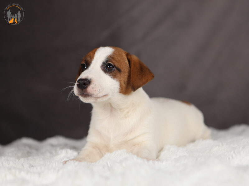 ORIN piesek z włosem krótkim