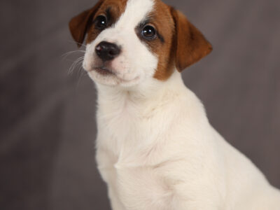 ORIN piesek z włosem krótkim