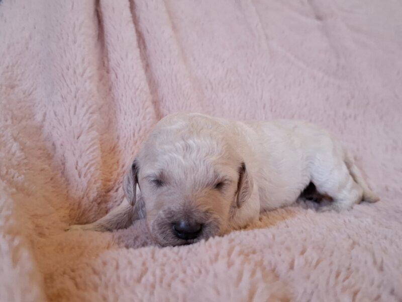 Pudel królewski szczenięta