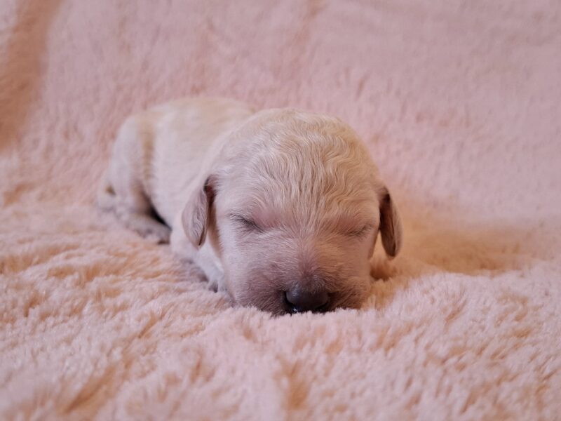 Pudel królewski szczenięta