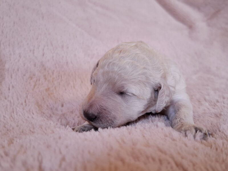 Pudel królewski szczenięta