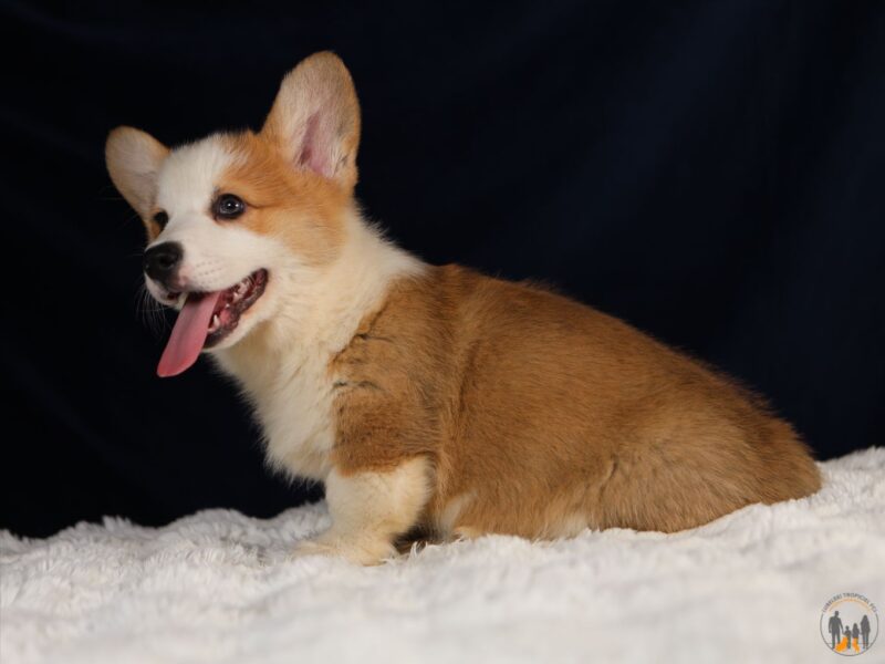 MARLON piesek rasy corgi