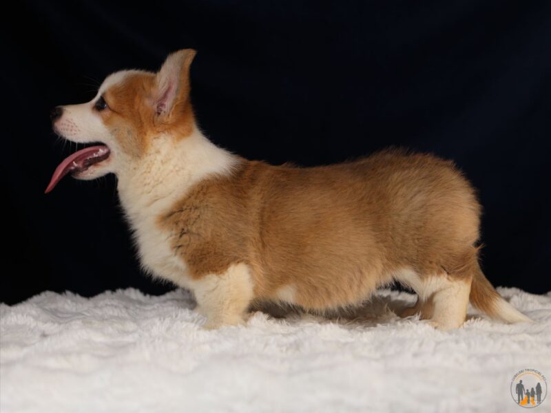 MARLON piesek rasy corgi