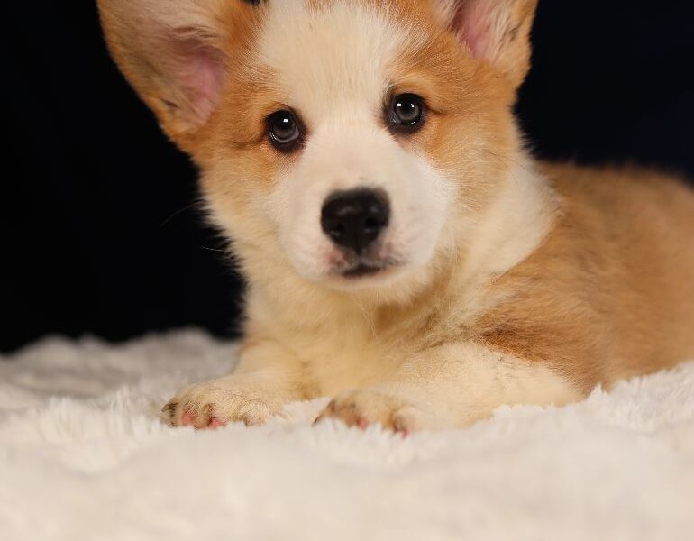 MARLON piesek rasy corgi