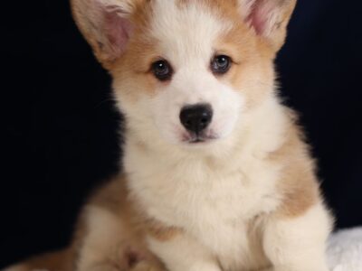 MARLON piesek rasy corgi