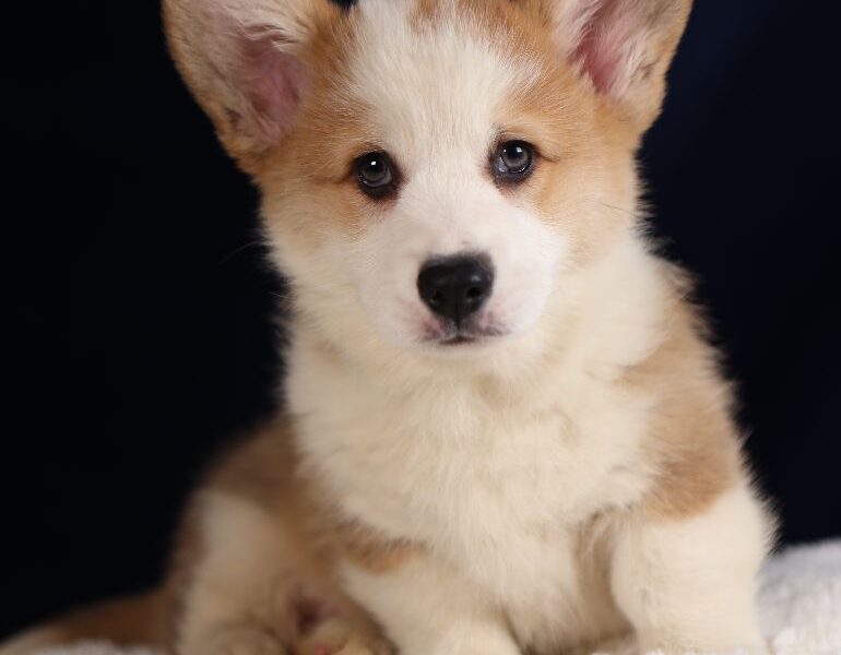 MARLON piesek rasy corgi