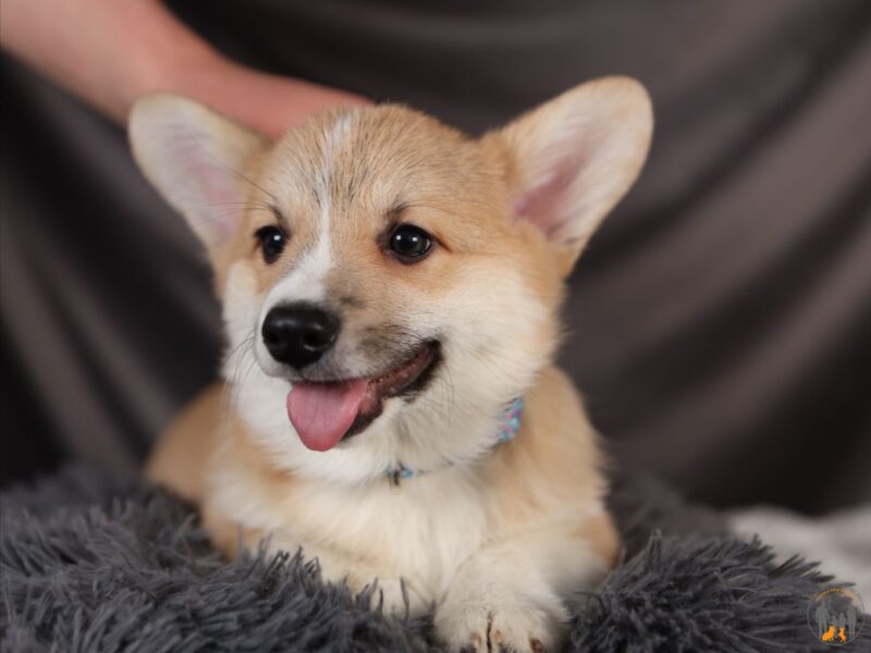AXEL piesek corgi