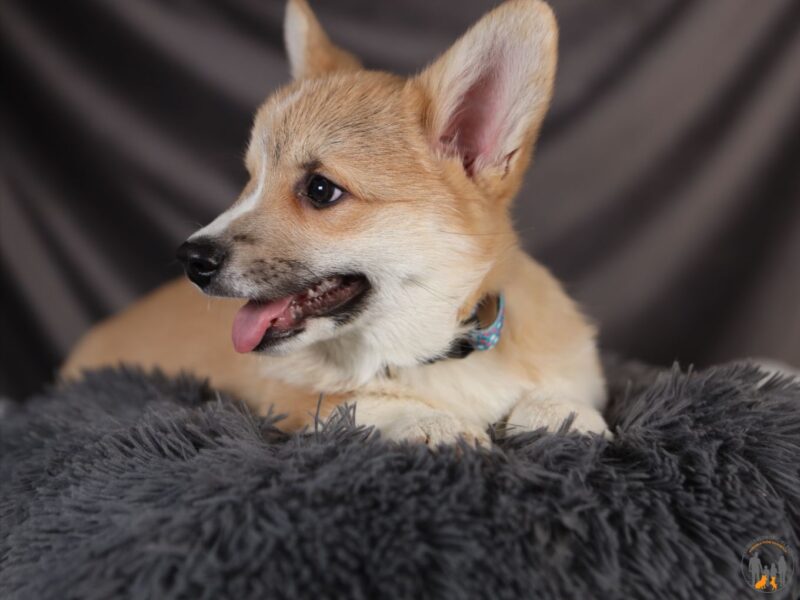 AXEL piesek corgi