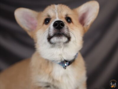 AXEL piesek corgi
