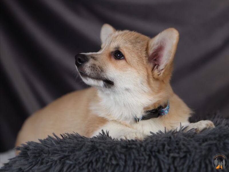 AXEL piesek corgi