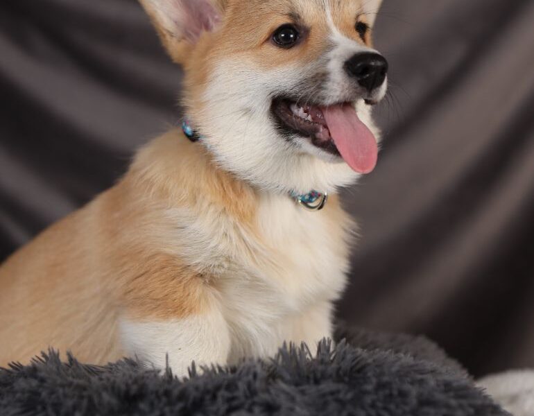 AXEL piesek corgi