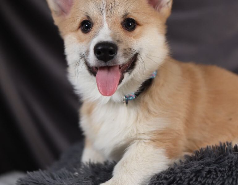 AXEL piesek corgi