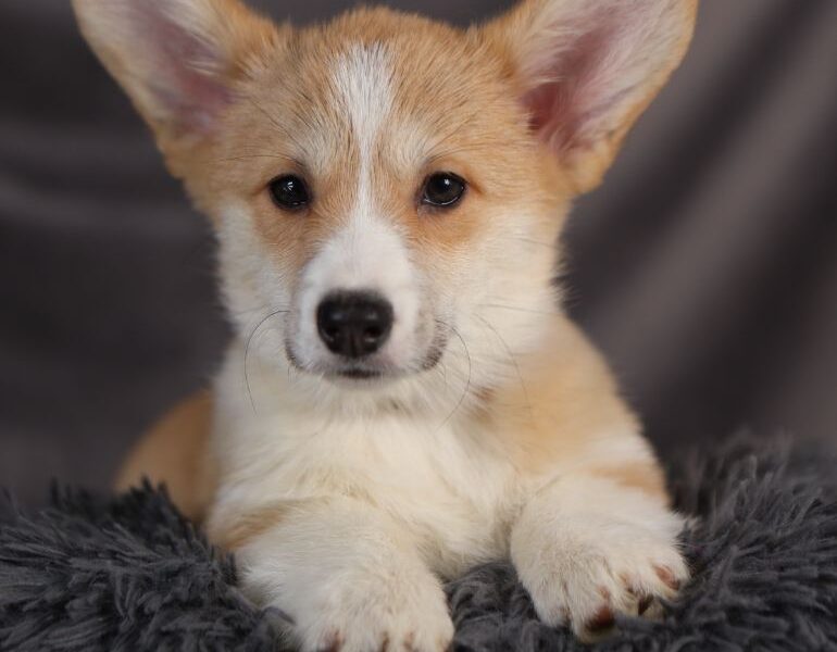 ARA suczka corgi