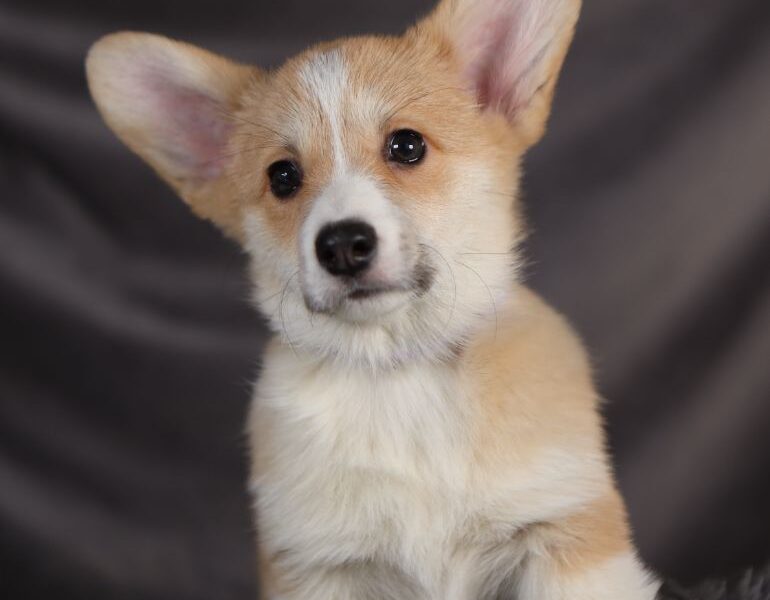 ARA suczka corgi