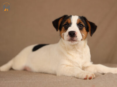 MUSTANG piesek z włosem złamanym