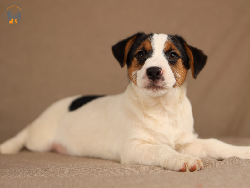 MUSTANG piesek z włosem złamanym