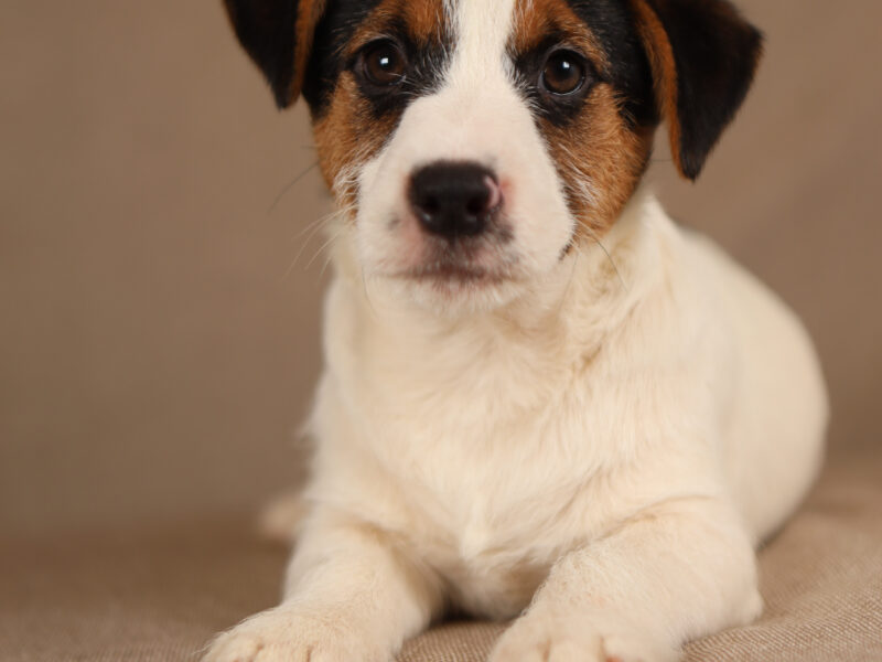 MUSTANG piesek z włosem złamanym