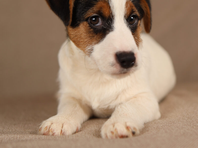 MUSTANG piesek z włosem złamanym