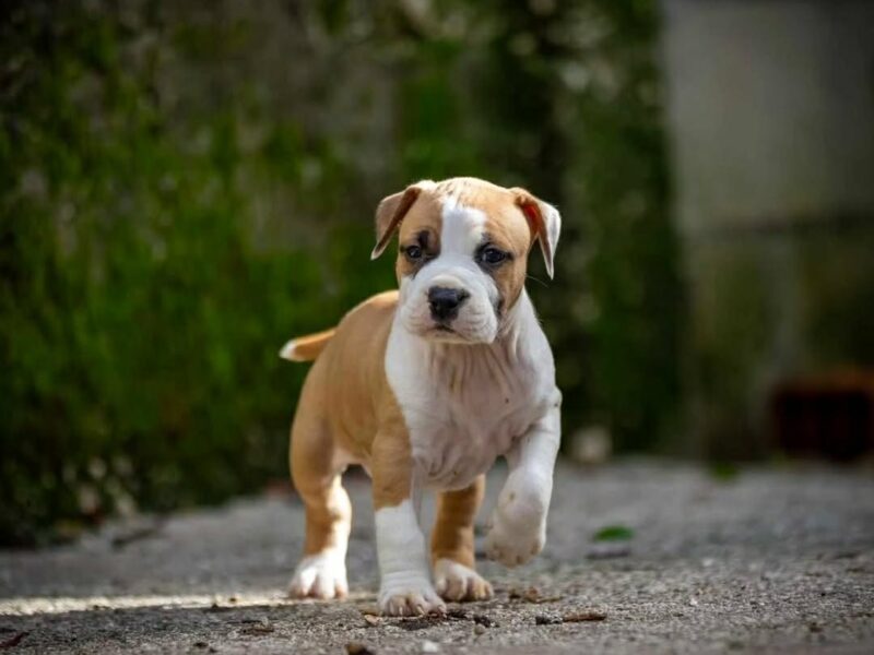 Amerykański staffordshire terrier – piękne szczenięta